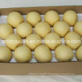 Export Standard Chinese New Crop Crown Pear